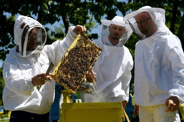 bees thriving during pandemic