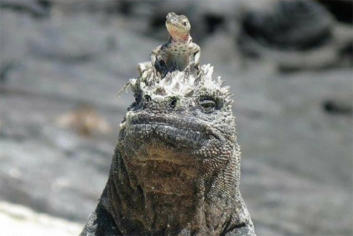 iguana lizard hat
