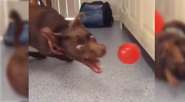 Dog's Repeated Failure At Catching The Ball Is Hilarious In Slow Motion