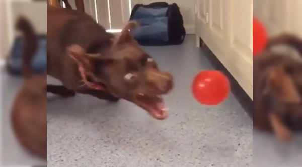 Dog's Repeated Failure At Catching The Ball Is Hilarious In Slow Motion Dog's Repeated Failure At Catching The Ball Is Hilarious In Slow Motion