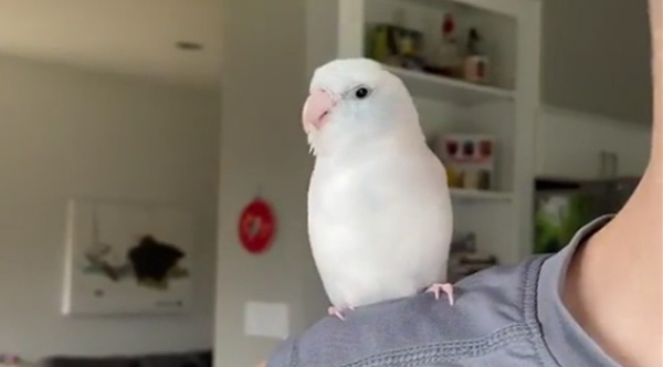 Why Do Birds Wiggle 
