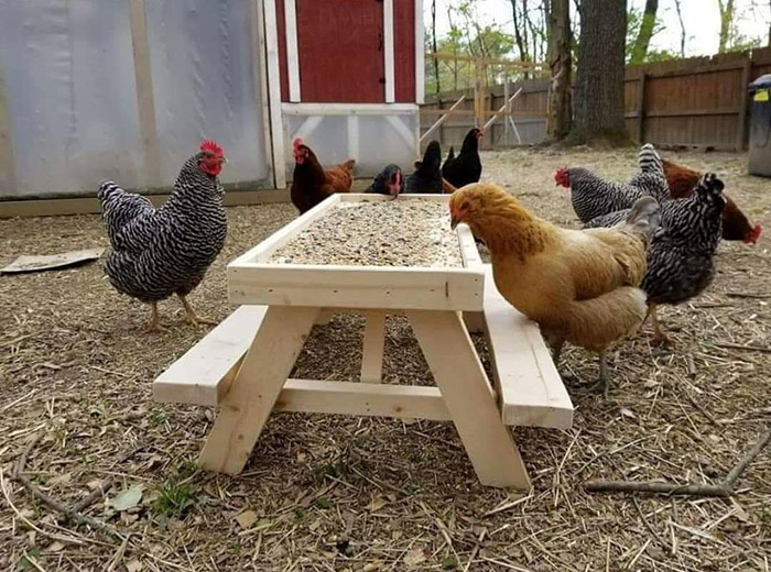 A picnic table for chickens