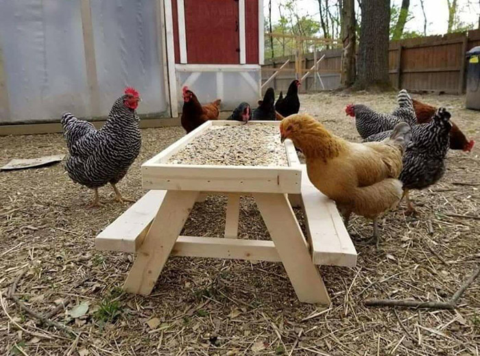 chicken feeder picnic table