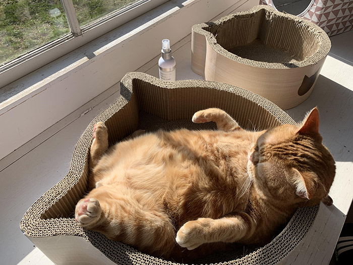 Cat enjoying the sunshine