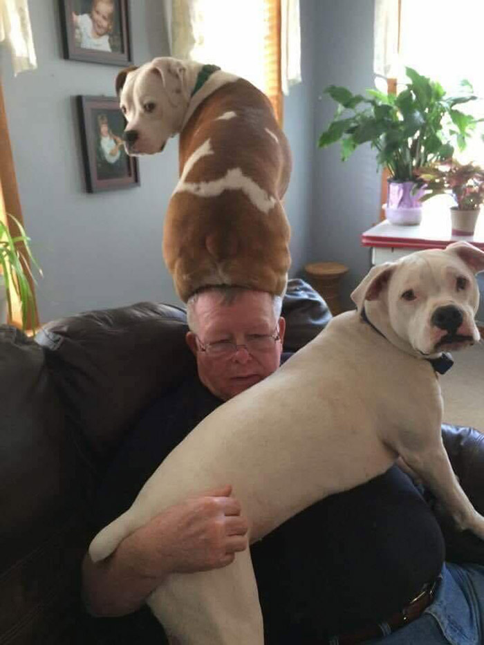 kb0aq-dog-hat.jpg