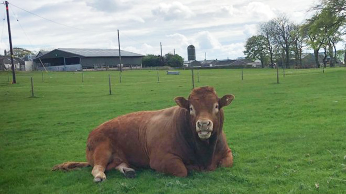 bull itching butt causes power outage 800 homes