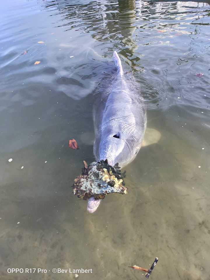 dolphins bring gifts to shore