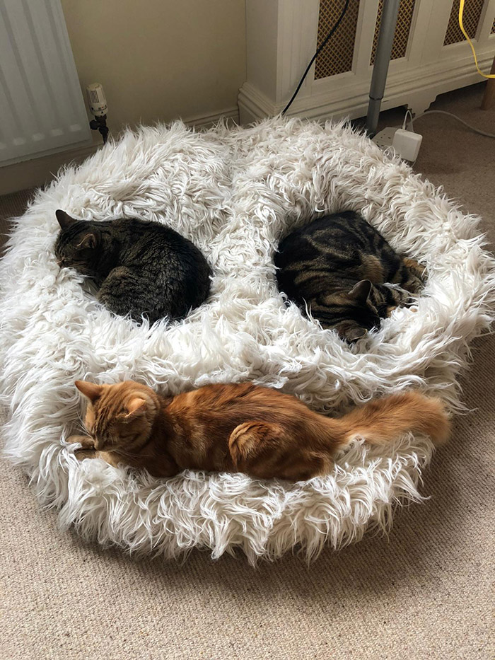My cats formed a smiley face today My cats formed a smiley face today