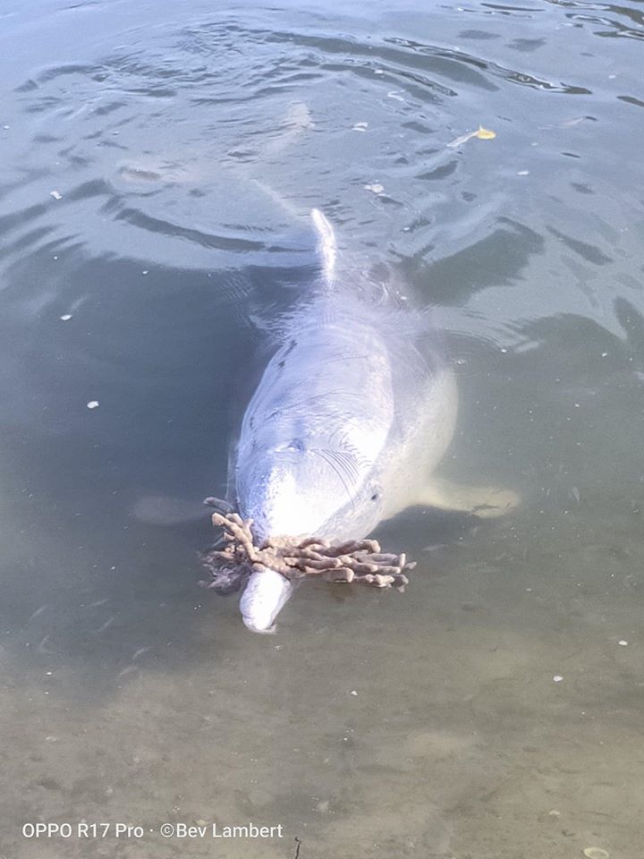 dolphins bring gifts to shore