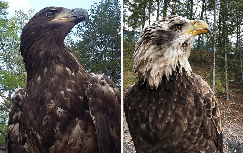 bald eagle