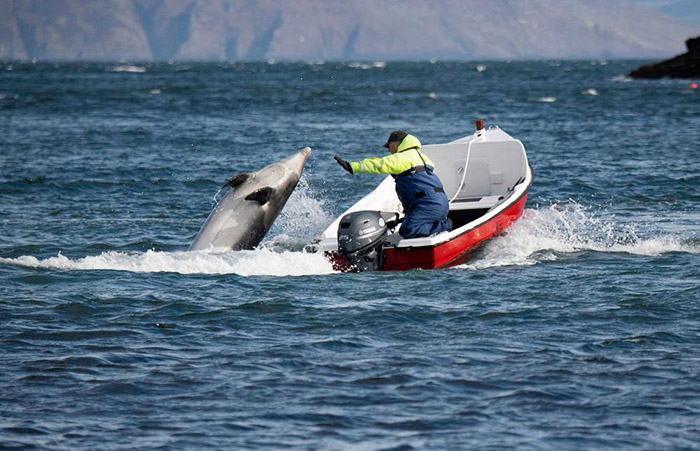 fisherman befriends lonely dolphin fungie