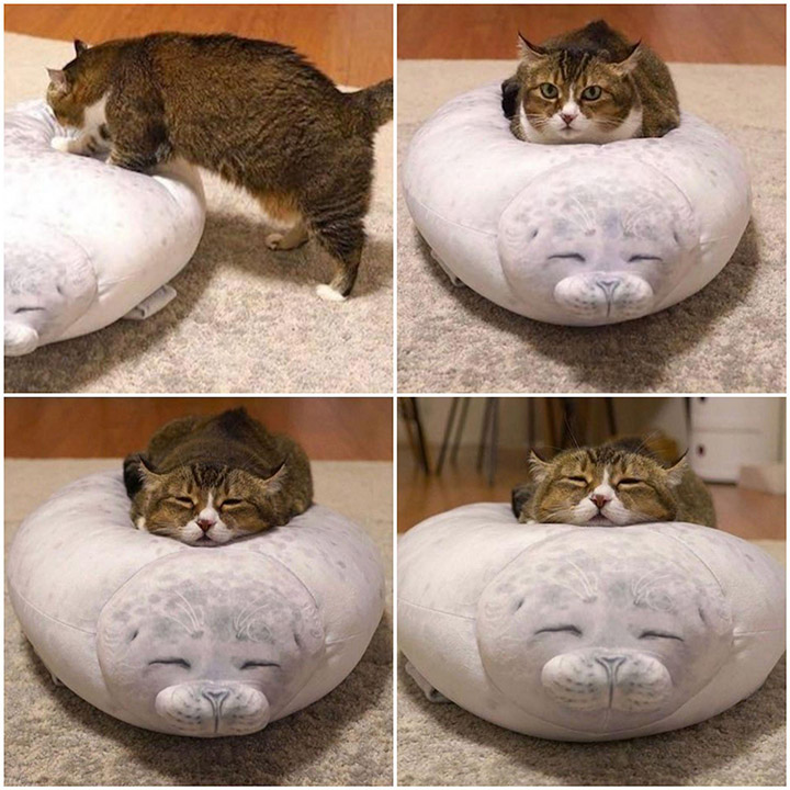 ummzs-cat-on-fluffy-seal-pillow.jpg