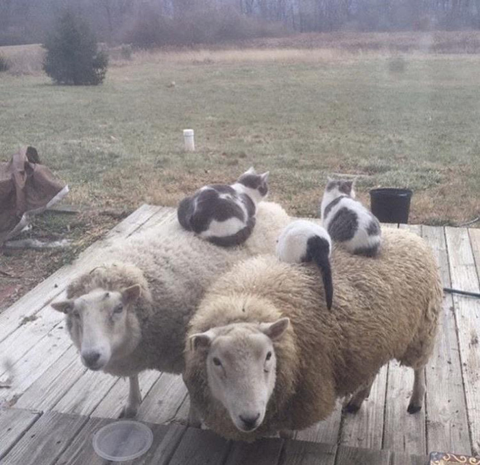 cats on sheep