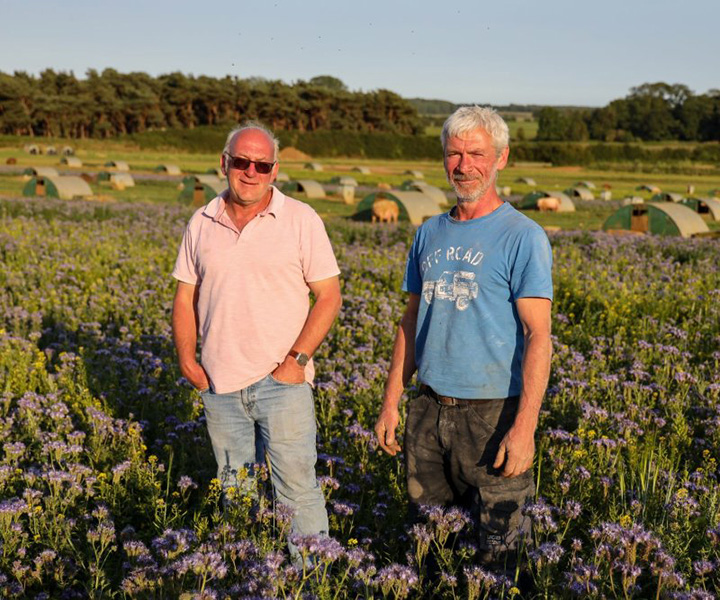 pig farmers feed million bees