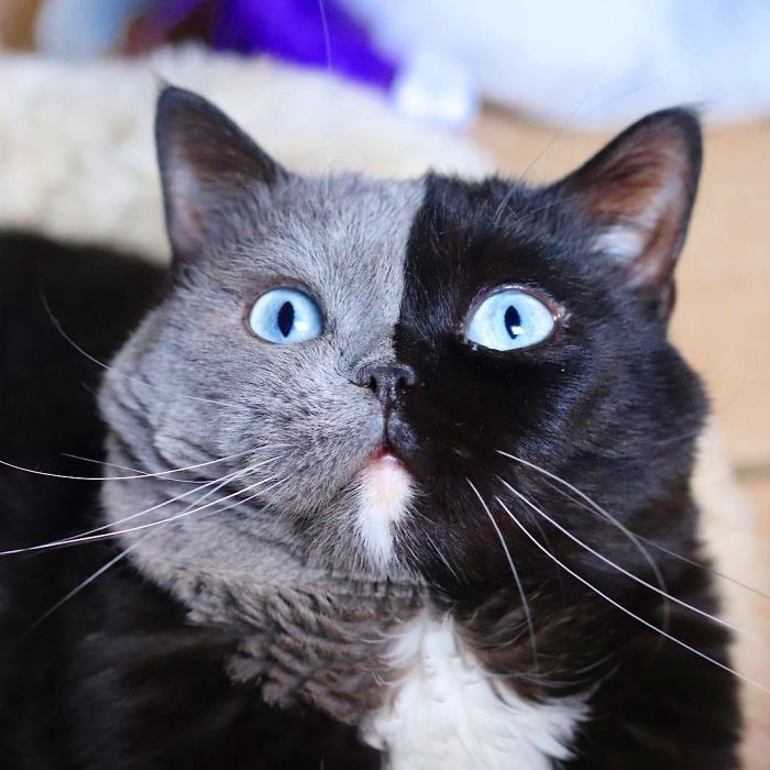 Two-Toned Cat Has Pair Of Kittens Who Match Each Color