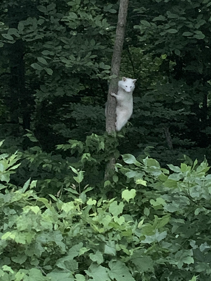 Albino raccoon