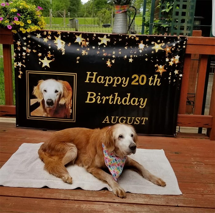 august oldest golden retriever 20