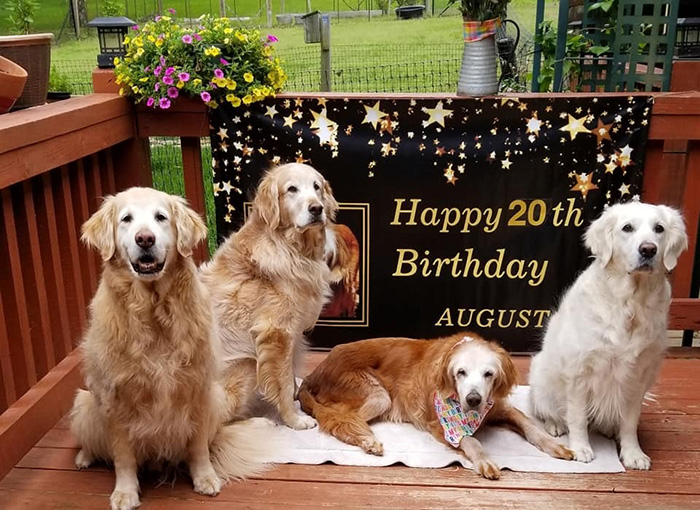 august oldest golden retriever 20