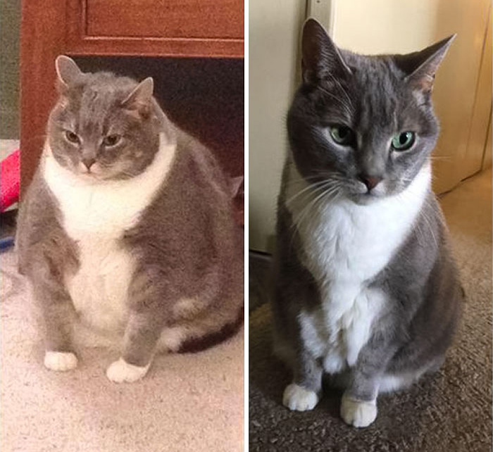 cat weight loss transformation