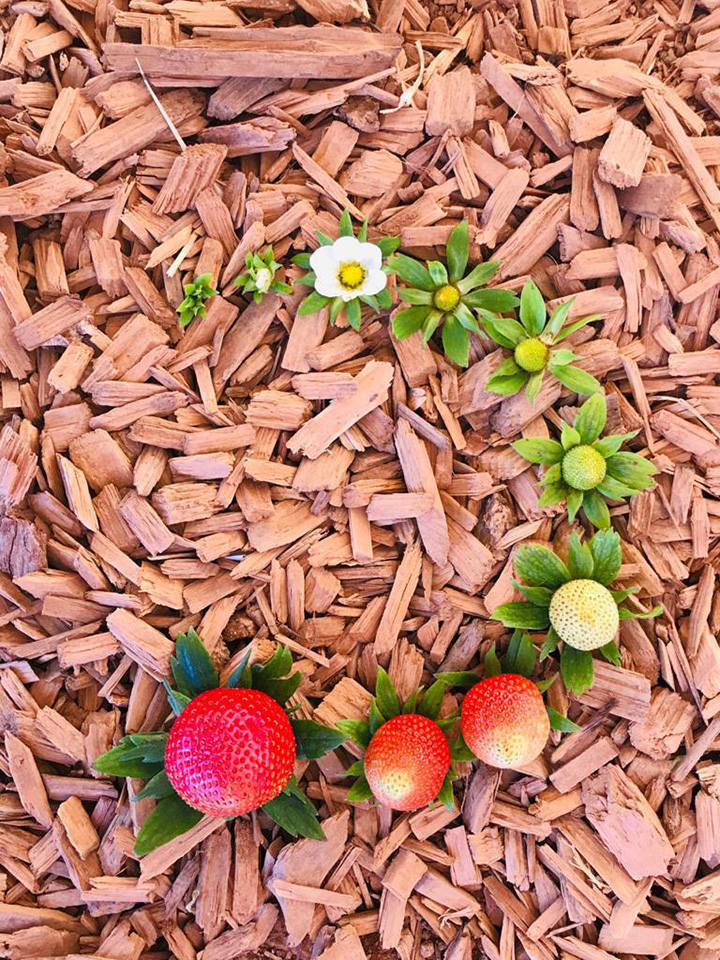 lifecycle of fruit