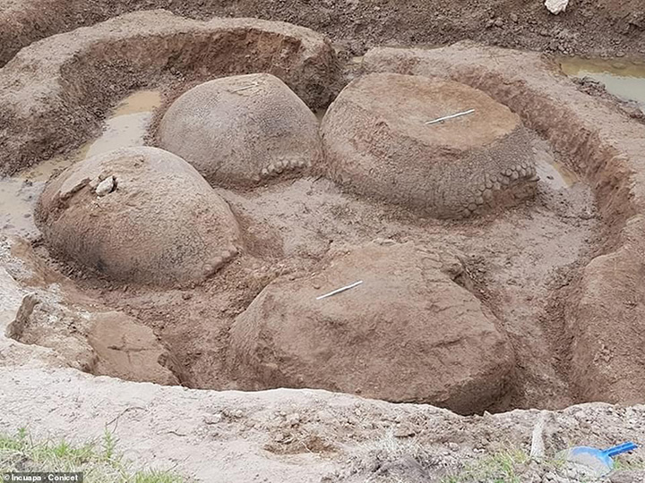 ancient armadillos