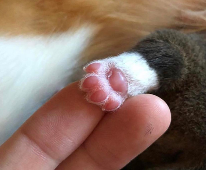 g4k6d-baby-corgi-paw.jpg