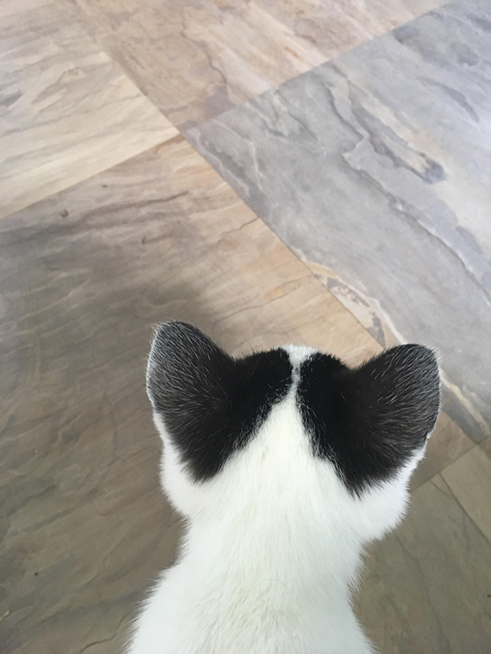 cat has heart ears