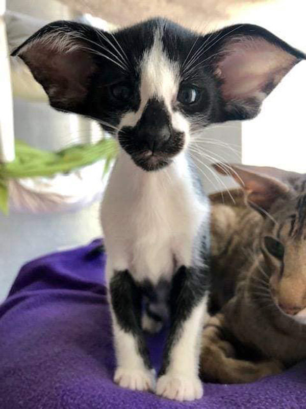 Oriental Shorthair Cats Look Like Egyptian Gods