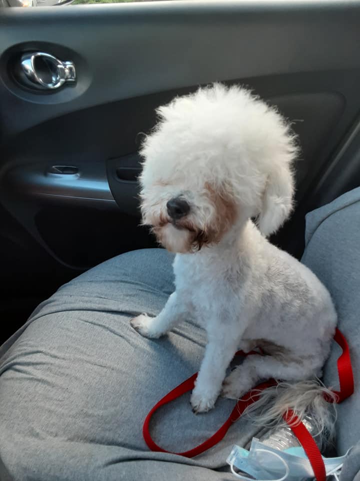 dog hilarious haircut petsmart