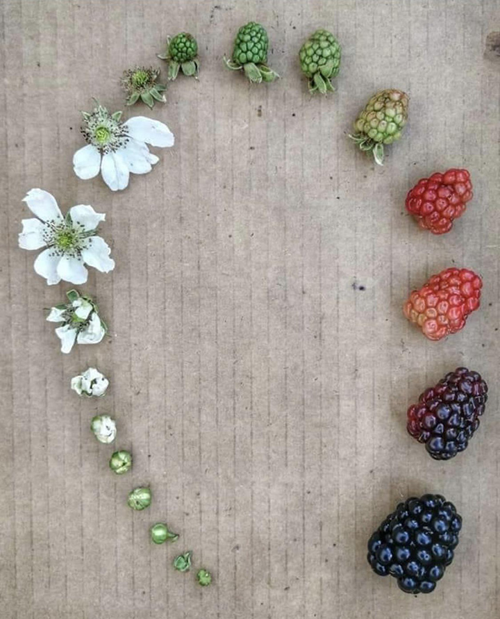 lifecycle of fruit