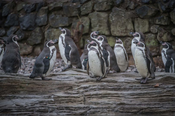 iceland supermarket penguins