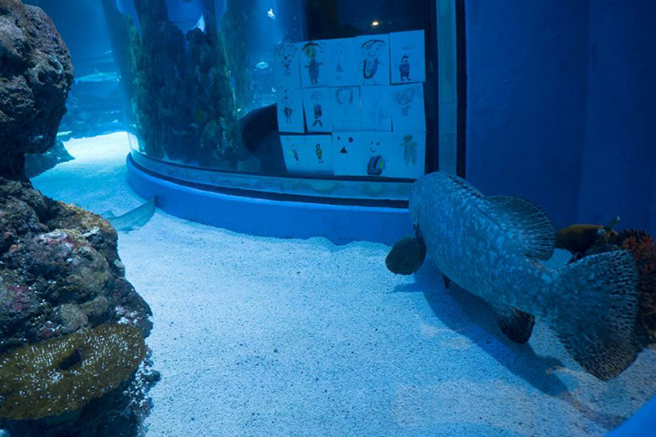 kids send drawings to lonely fish Cairns Aquarium