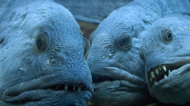 wolffish