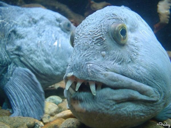 wolffish