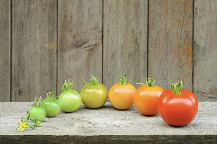 lifecycle of tomato