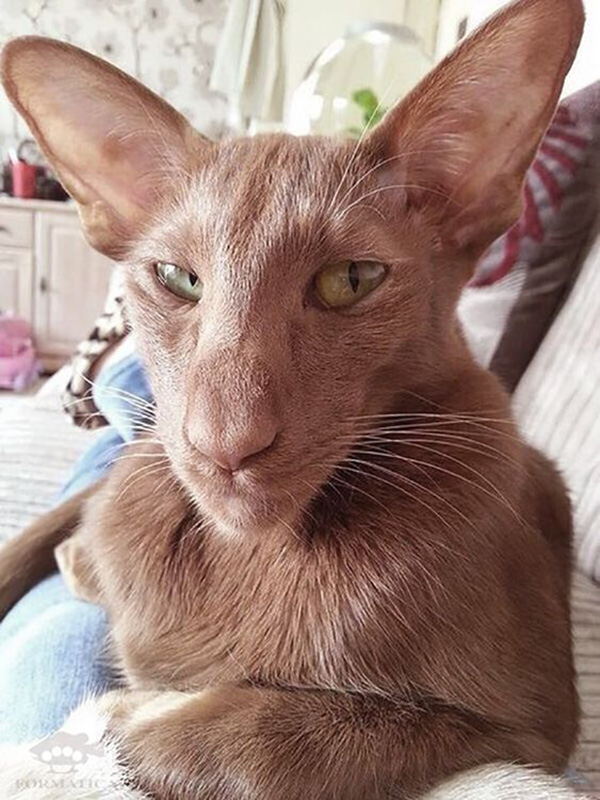 Oriental Shorthair Cats Look Like Egyptian Gods