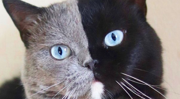 Two-Toned Cat Has Pair Of Kittens Who Match Each Color