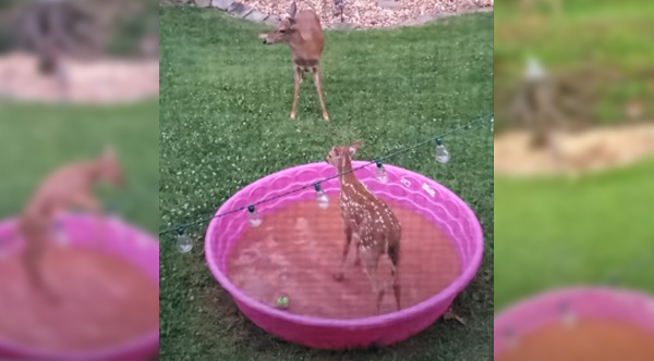 Baby Deer Has The Time Of Her Life In Family's Kiddie Pool