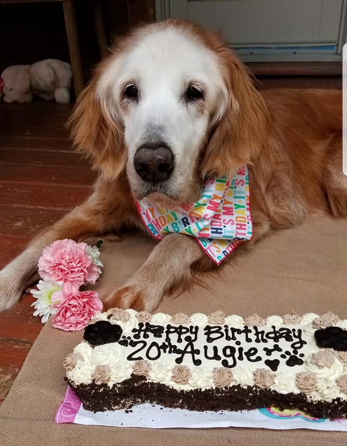 august oldest golden retriever 20