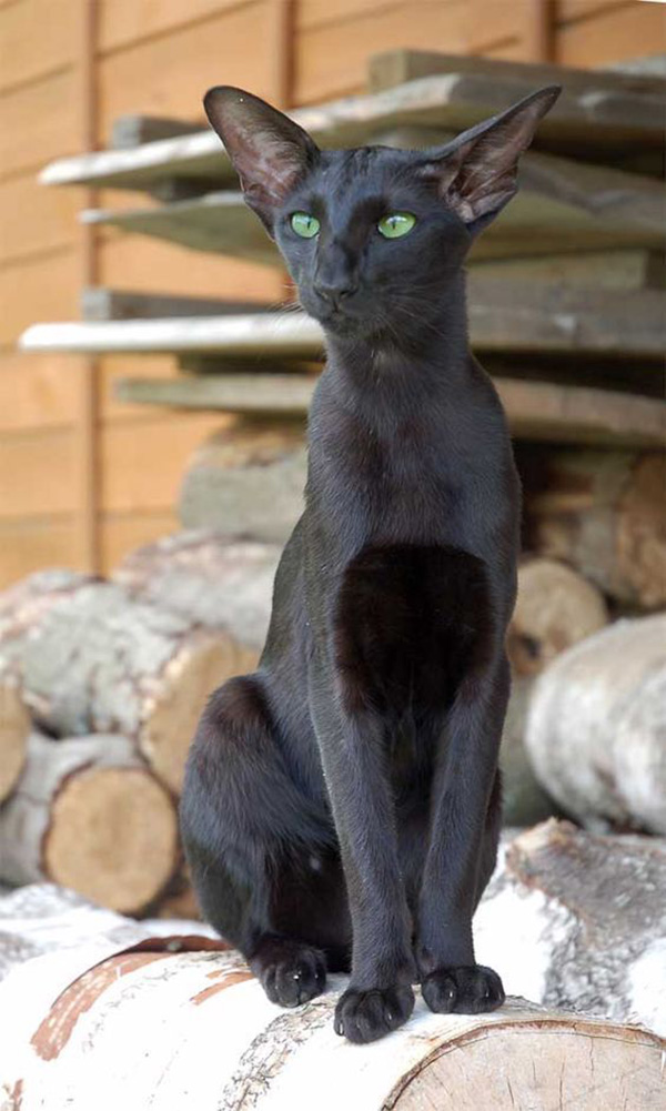 Oriental Shorthair Cats Look Like Egyptian Gods