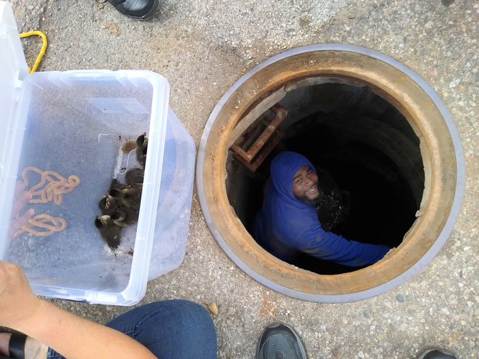 man rescues ducklings in sewer