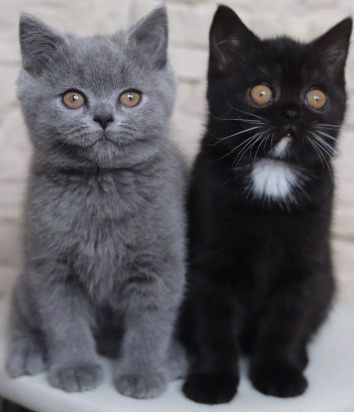 cat split kittens colors