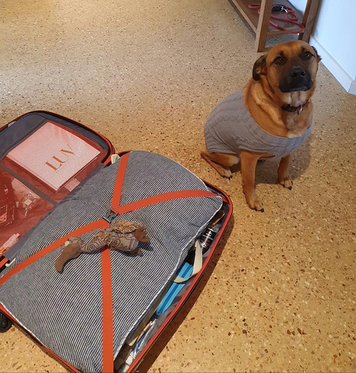 Dog puts her favorite toy in owner's suitcase
