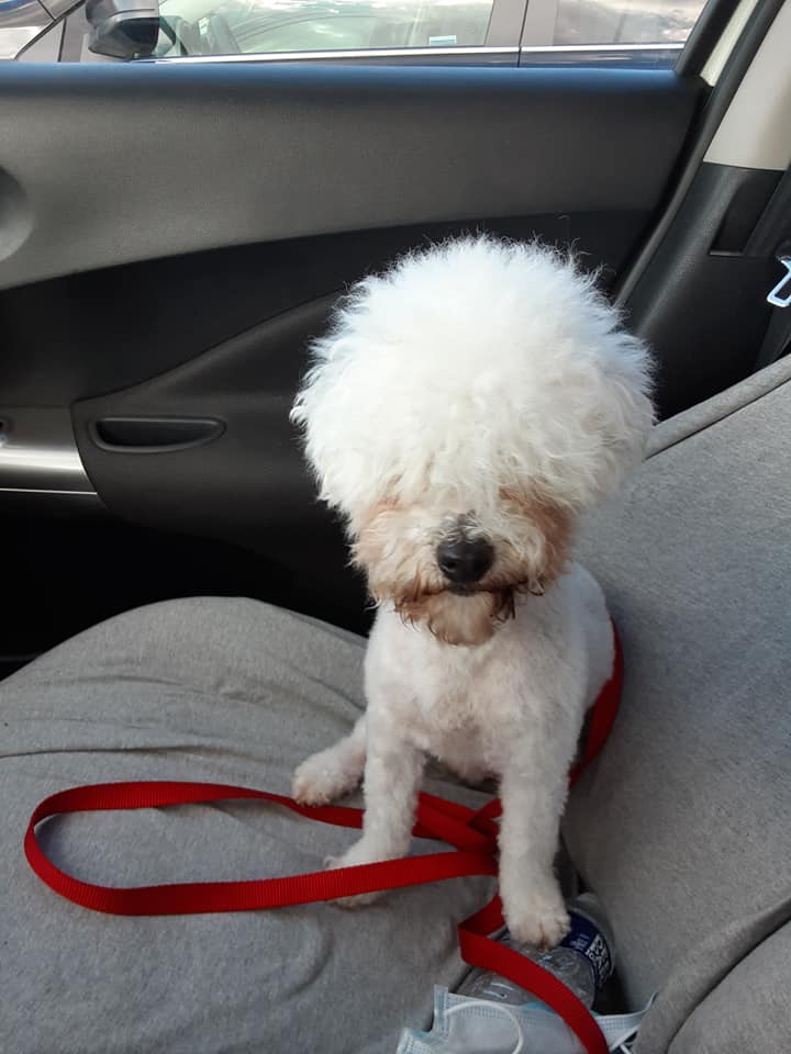 dog hilarious haircut petsmart