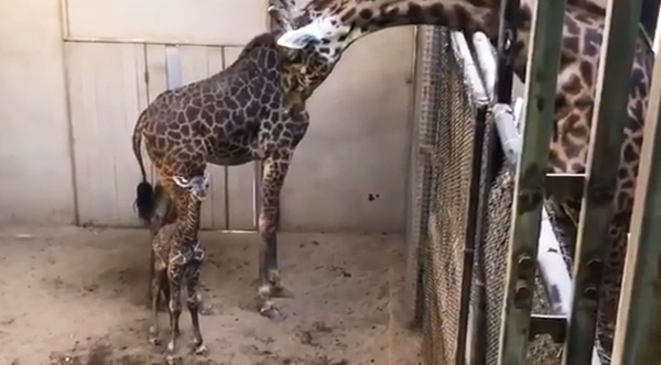 A Baby Giraffe Meets His Father And The Herd For The First Time. Watch His  Parents' Embrace At The End