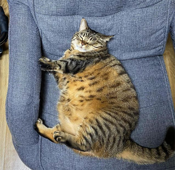 fat cat manggo