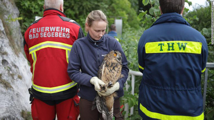 rescuers save owl in well