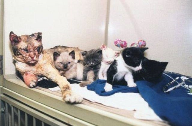 mother cat rescues kittens from fire