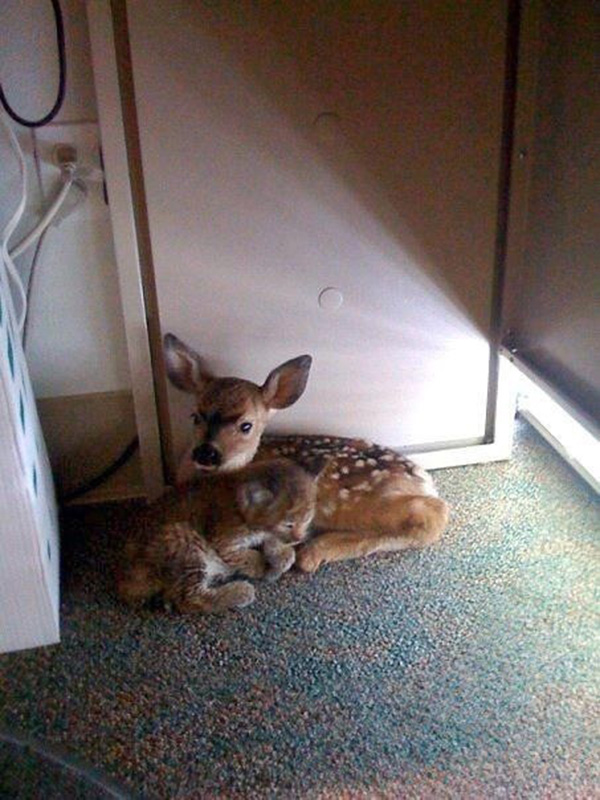 6o8mo-baby-deer-and-baby-bobcat.jpg