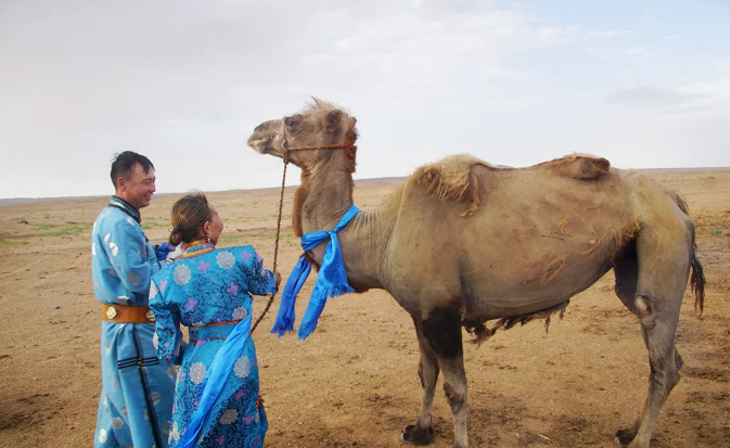 camel walks 62 miles to former owner